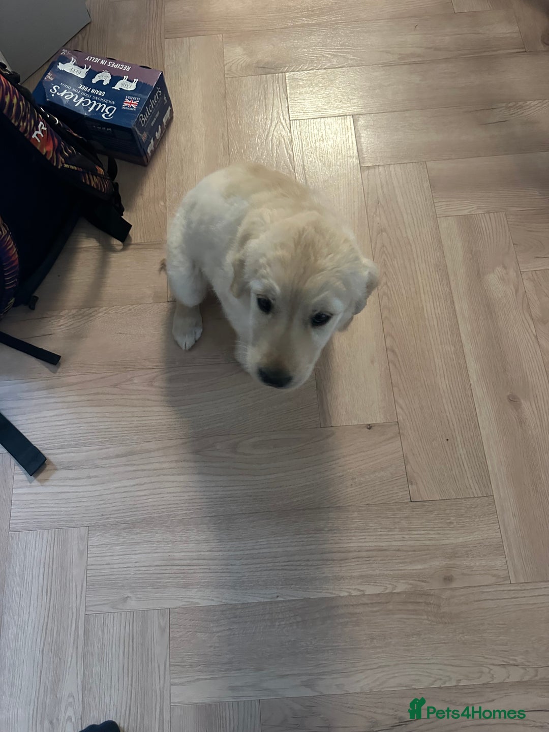 Golden Retriever dogs for sale: Golden retriver female 8 weeks - Image 4