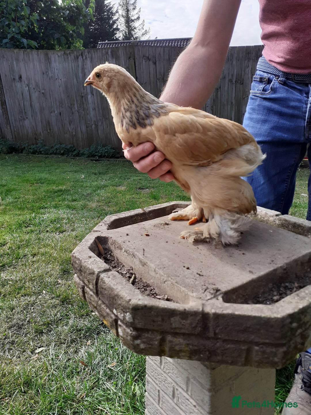 Chickens poultry for sale: Giant Brahma youngsters  - Image 1