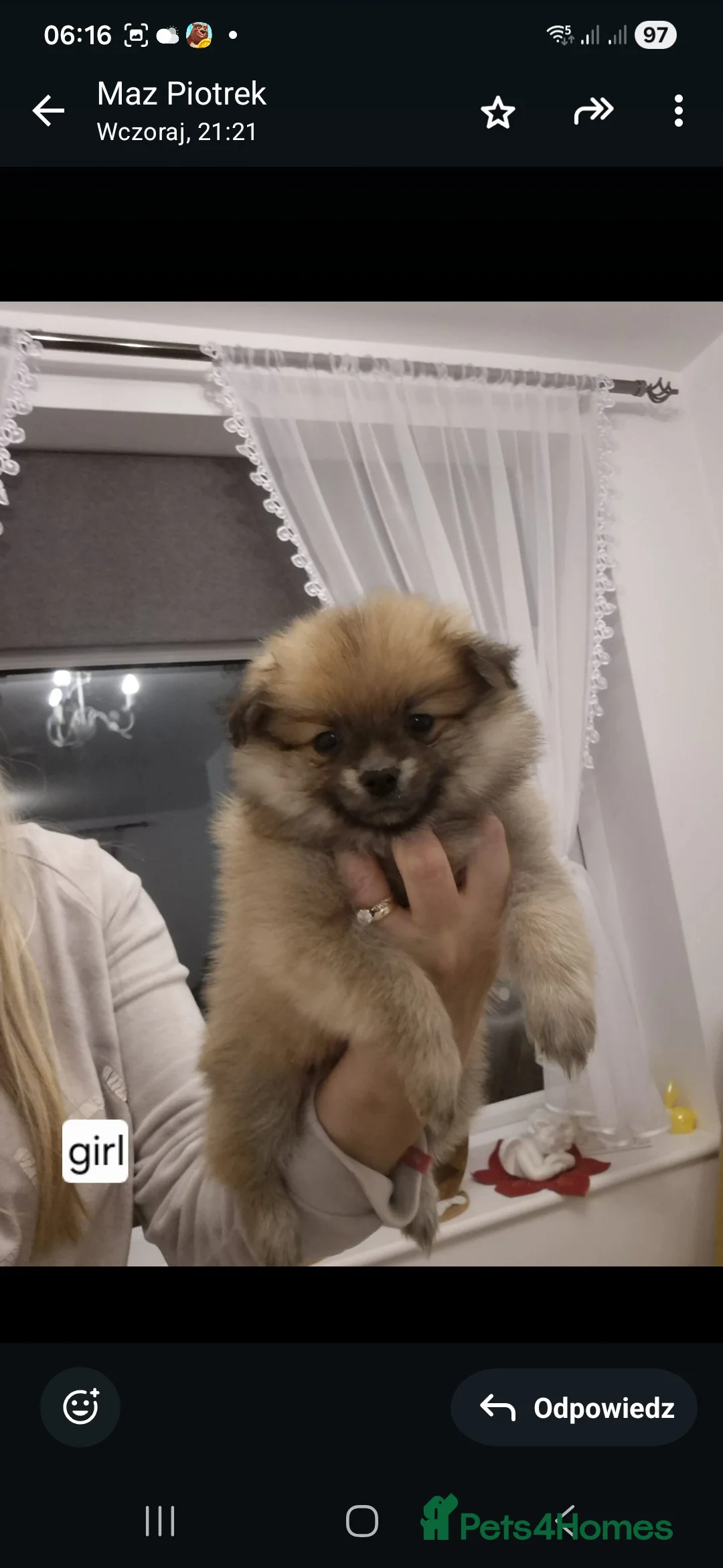 Pomeranian dogs for sale: Puppy pomeranian - Advert 2