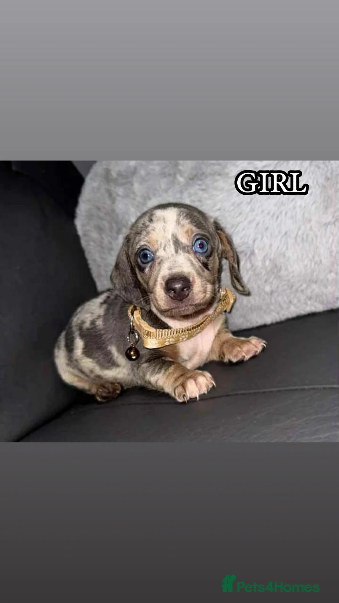 Miniature Dachshund dogs for sale: Miniature Dachshunds - Advert 2