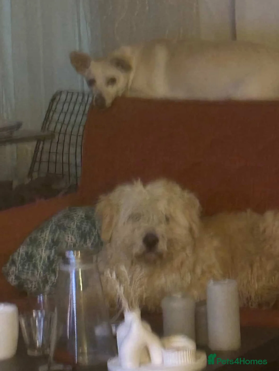 Mixed Breed dogs for adoption: Rescued Moni - 2.5yo Adorable Terrier Mix - Advert 4