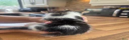 Domestic Shorthair cats for sale: 3 Beautiful Kittens Looking for Their Forever Home - Advert 21