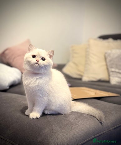Scottish Fold cats 😻Pure breed Stunning Scottish straight angels 😻 - Advert 1