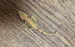 Gecko reptiles for sale: Crested Geckos Available  - Image 11
