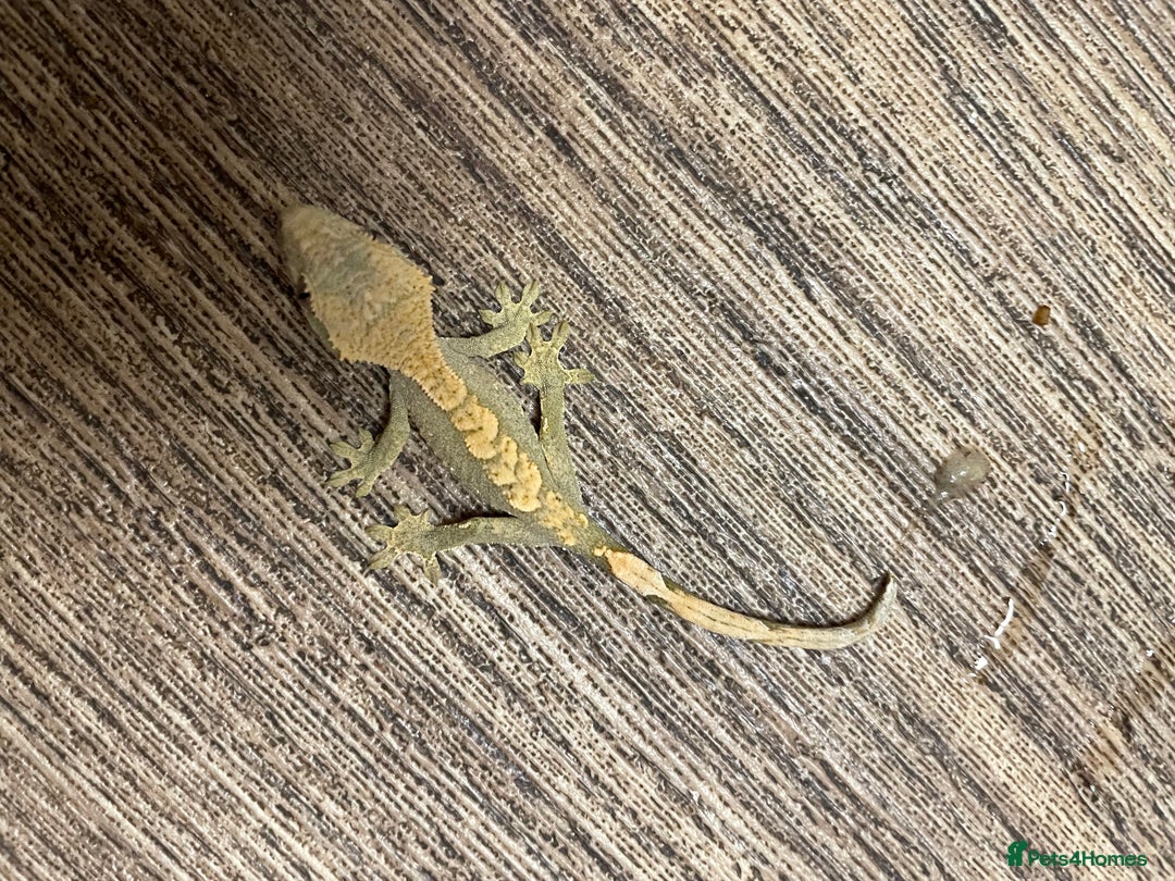 Gecko reptiles for sale: Crested Geckos Available  - Image 11