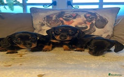 Miniature Dachshund dogs for sale: Beautiful Very Miniature Dachshunds - Advert 6