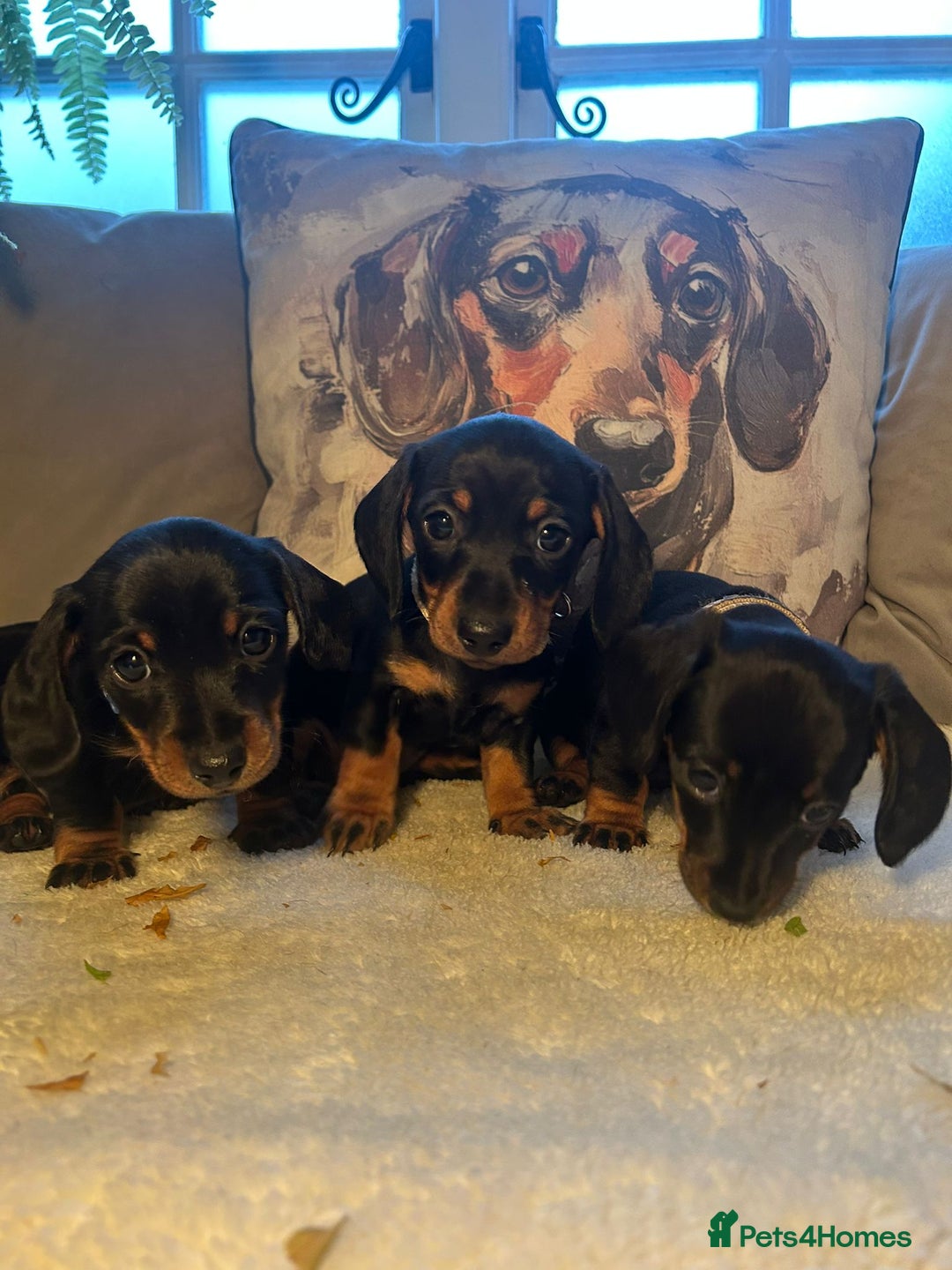 Miniature Dachshund dogs for sale: Beautiful Very Miniature Dachshunds - Advert 6