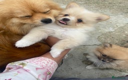 Pomeranian dogs for sale: Beautiful Russian bloodline Pomeranian puppies - Image 16