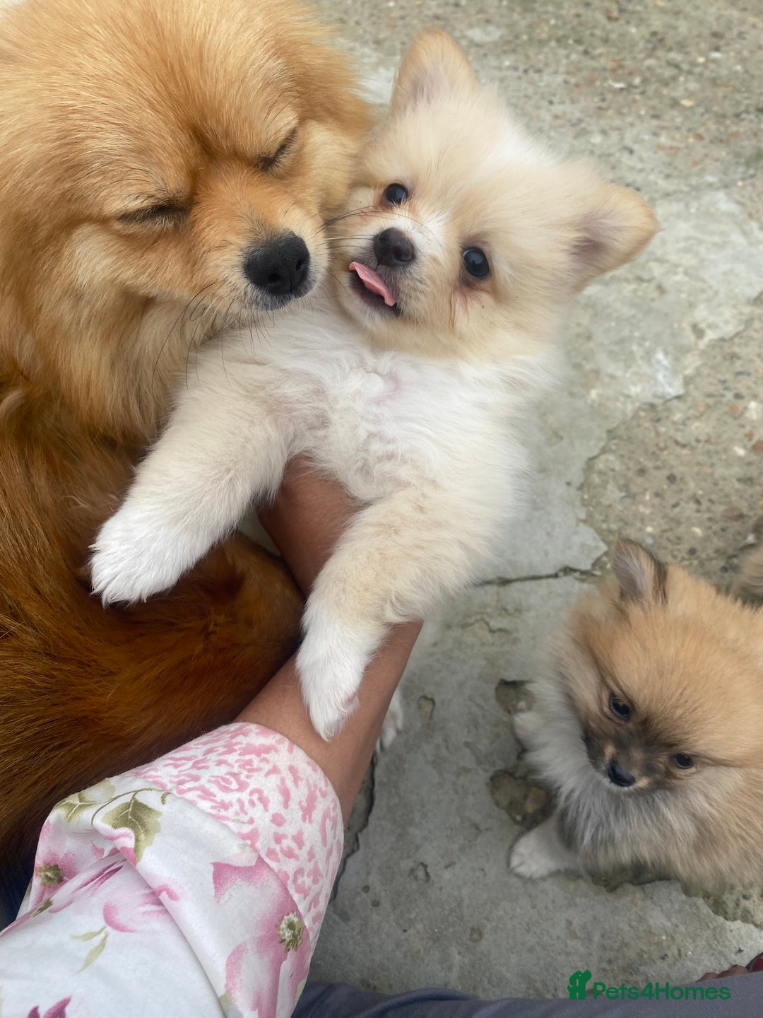 Pomeranian dogs for sale: Beautiful Russian bloodline Pomeranian puppies - Image 16