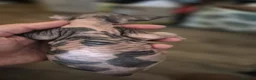 Sphynx cats for sale: Gorgeous sphynx kittens for sale - Advert 11