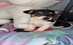 Jack Russell dogs for sale: 💙 4 beautiful Jack Russell’s 🩷 - Image 5
