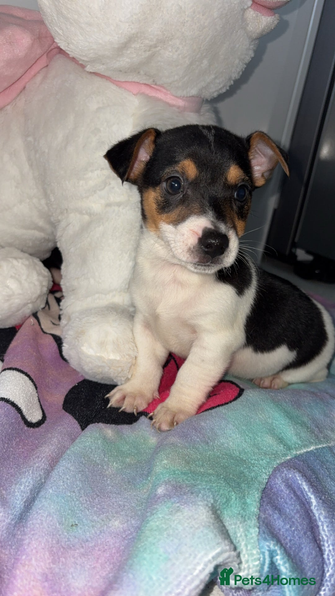 Jack Russell dogs for sale: 💙 4 beautiful Jack Russell’s 🩷 - Image 5
