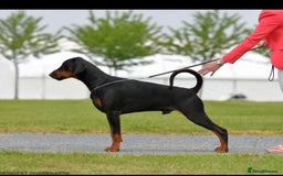 Dobermann dogs for sale: Quality litter of Dobermann puppies  - Advert 5