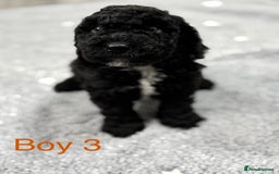 Cockapoo dogs for sale: Beautiful Cockapoos Full Health Tested  - Image 2