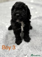 Cockapoo dogs - Advert 9