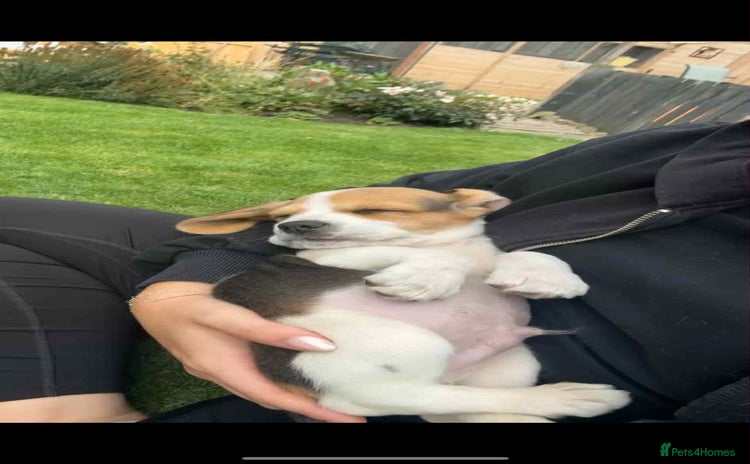 Beagle dogs - Advert 1