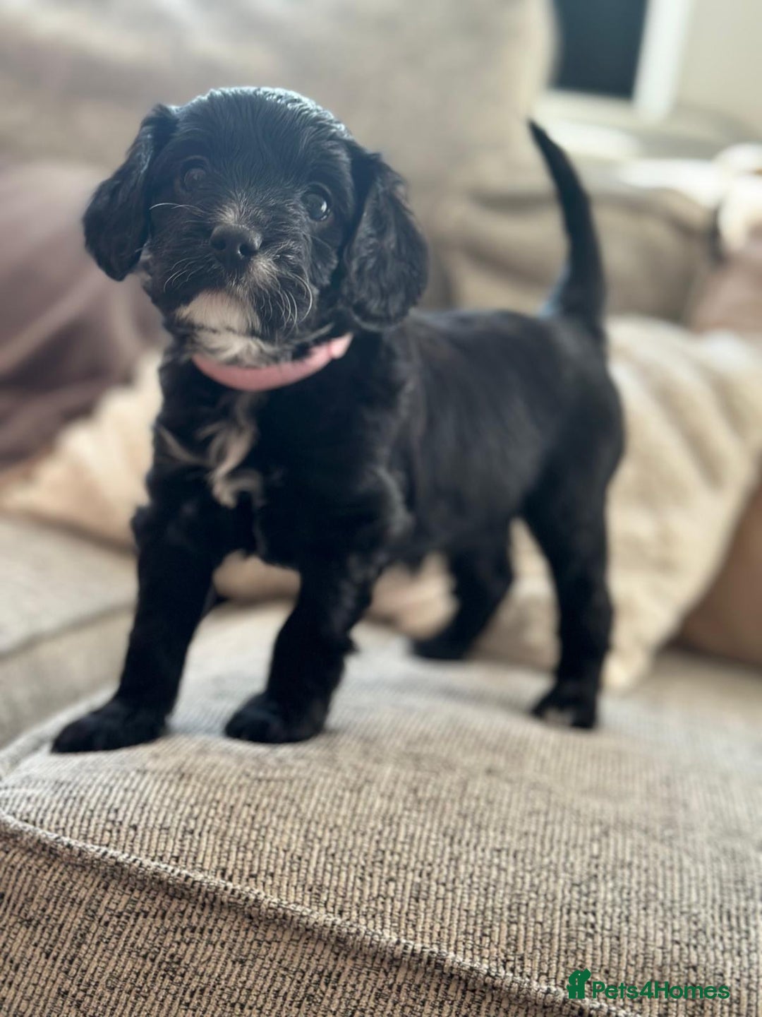 Cavapoo dogs for sale: BEAUTIFUL Toy Cavapoos! - Image 14