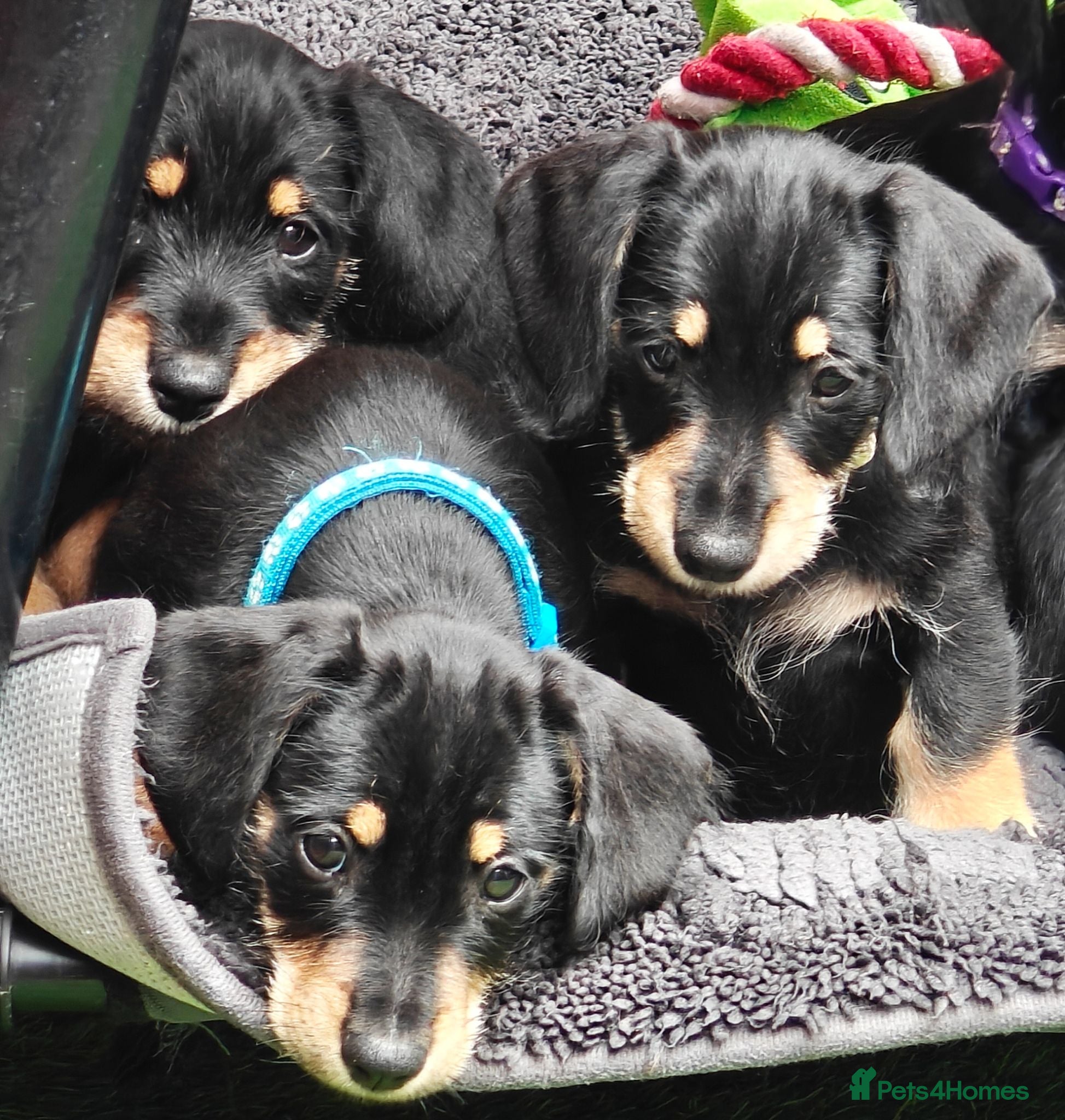 Mixed Breed dogs Mini Daschund /Mini Schnauzer puppies  - Advert 2