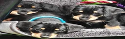 Mixed Breed dogs for sale: Mini Schnauzer X Mini Daschund puppies  - Advert 9