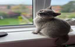 British Shorthair cats for sale: 1 year old Beautiful female British shorthair - Image 6
