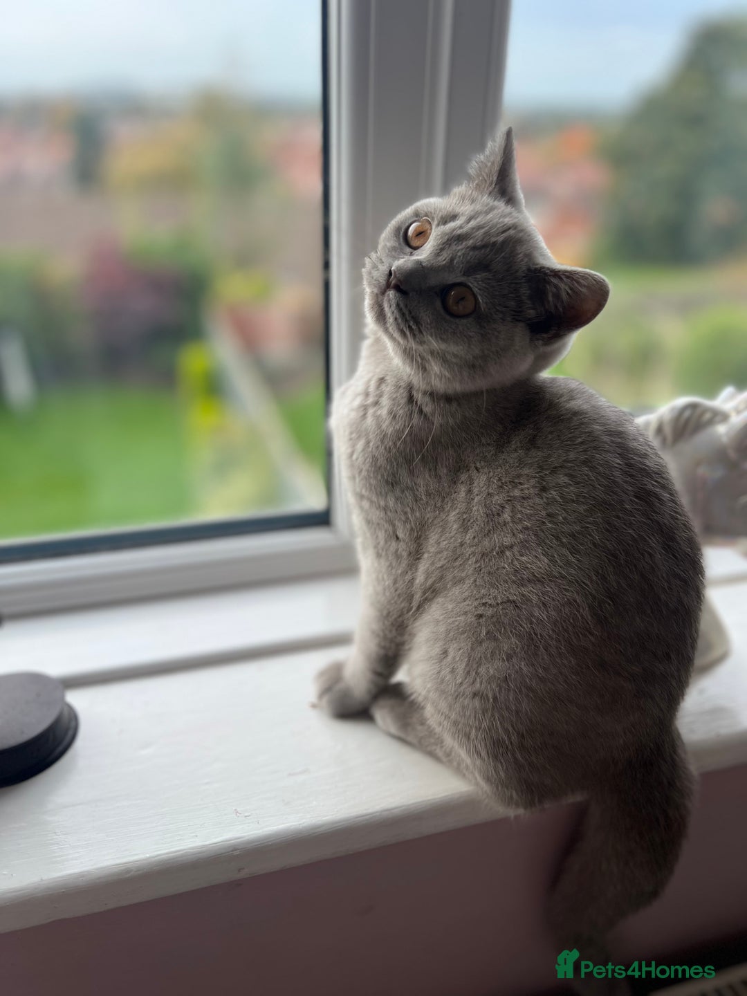 British Shorthair cats for sale: 1 year old Beautiful female British shorthair - Image 6