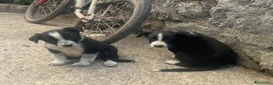 Border Collie 5