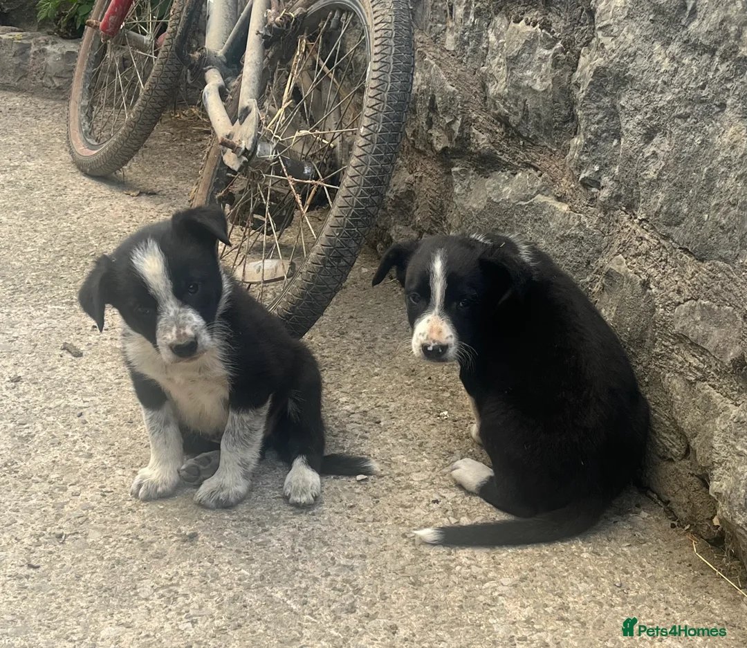 Border Collie dogs for sale: 5 Border Collie Puppies for sale in Ruthin - Advert 2