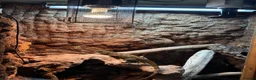 Dragon reptiles for sale: Chinese water dragon female bio active full set up - Advert 1