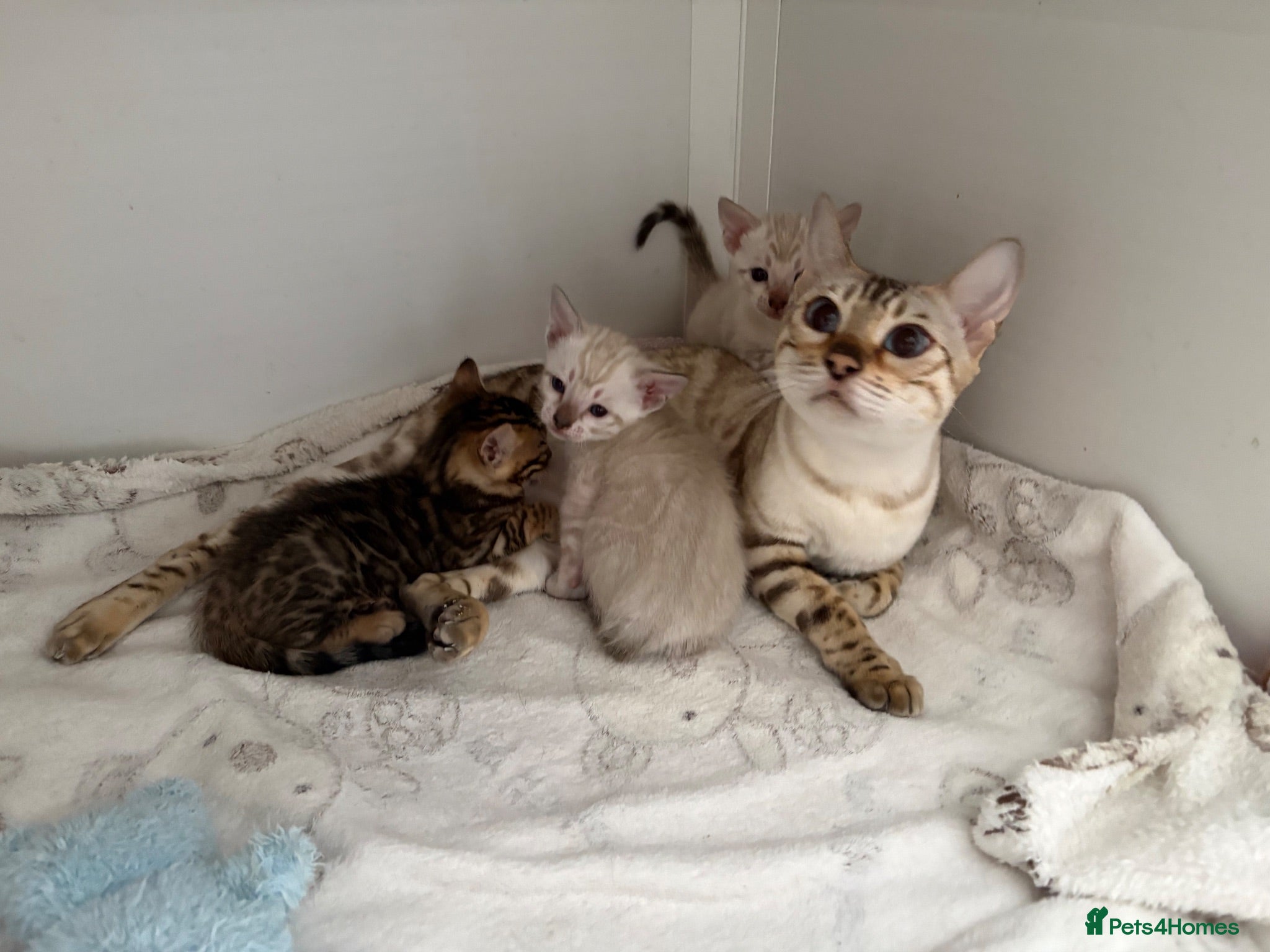 Bengal cats TICA reg Outstanding Bengal Kittens  - Advert 1