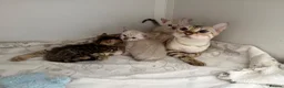 Bengal cats for sale: TICA reg Outstanding Bengal Kittens  - Advert 1