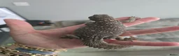 Lizard reptiles for sale: Occelated uromastyx  in Wellingborough - Advert 2