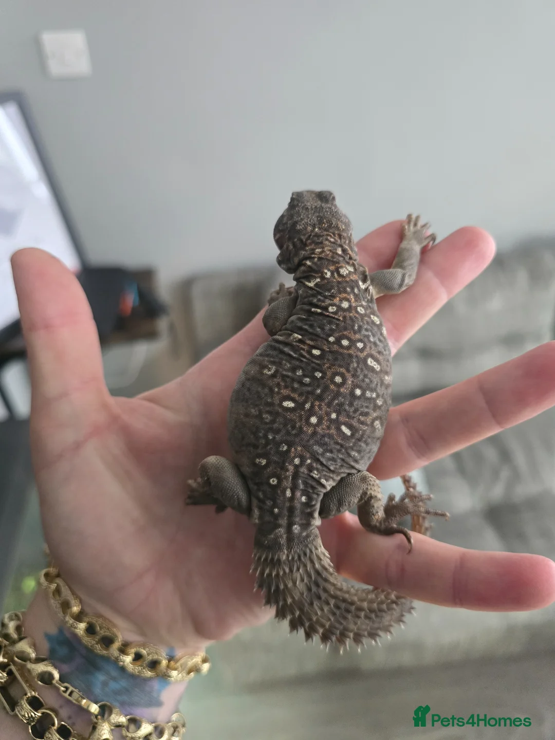 Lizard reptiles for sale: Occelated uromastyx  in Wellingborough - Advert 2