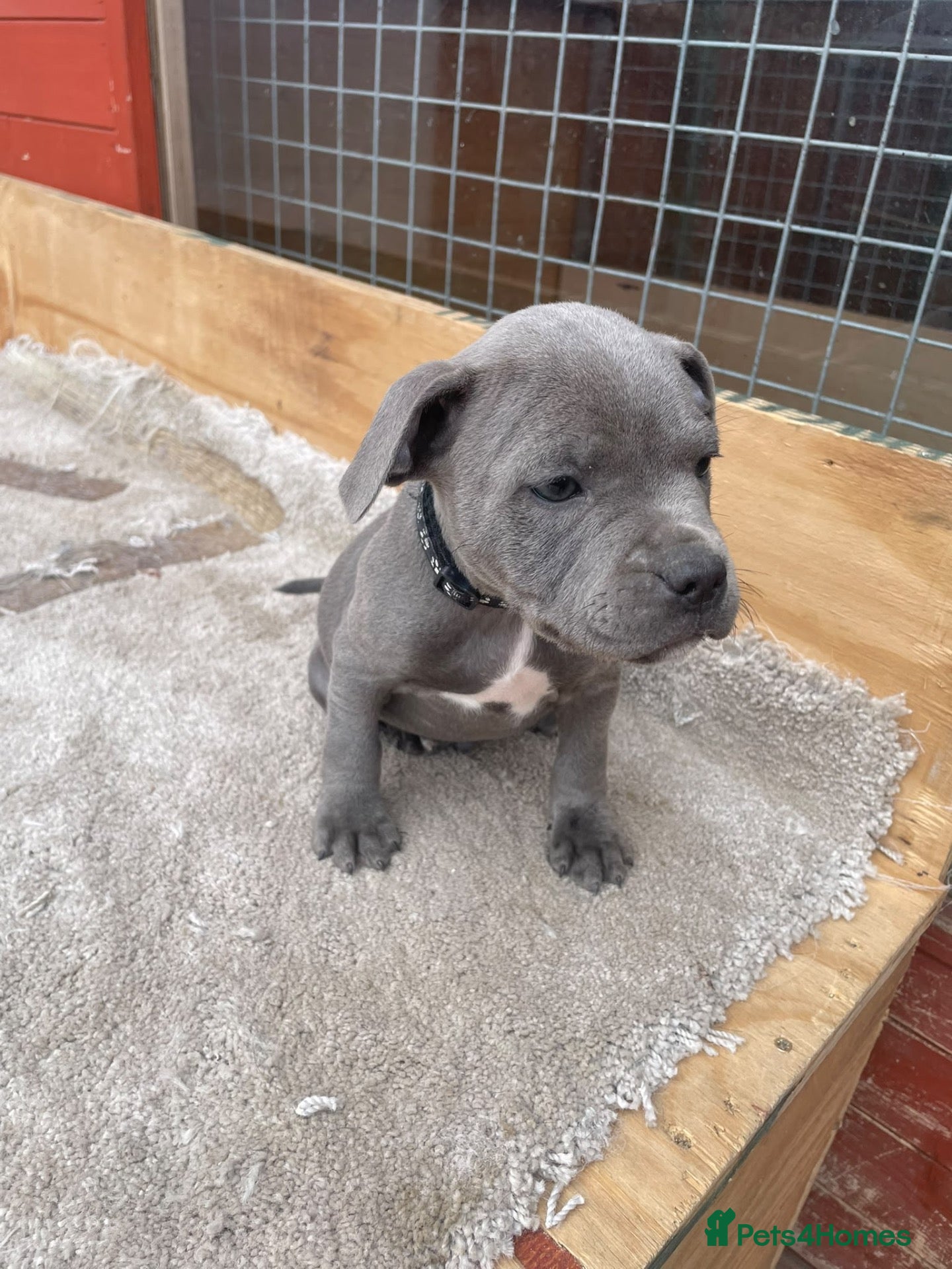 Staffordshire Bull Terrier dogs  Blue Staffordshire Bull Terrier Puppies Available - Advert 2