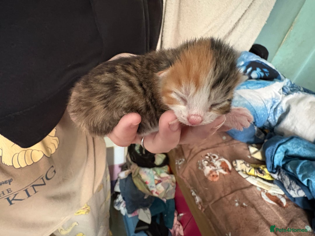 Domestic Shorthair cats for sale: 5 Domestic Shorthair Kittens - Image 23