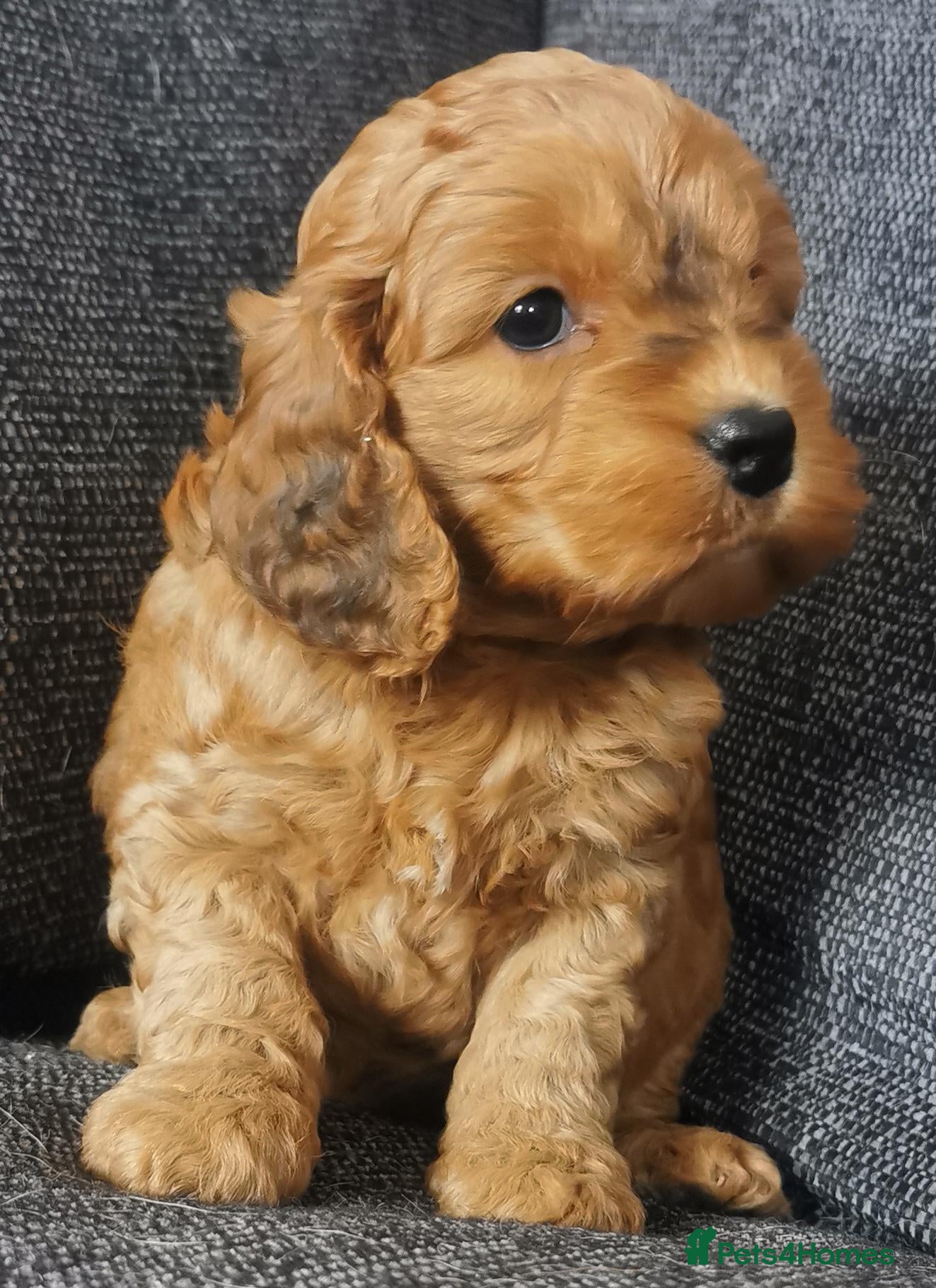 Cockapoo dogs F1 Cockapoo pups, KC reg health tested parents  - Advert 1