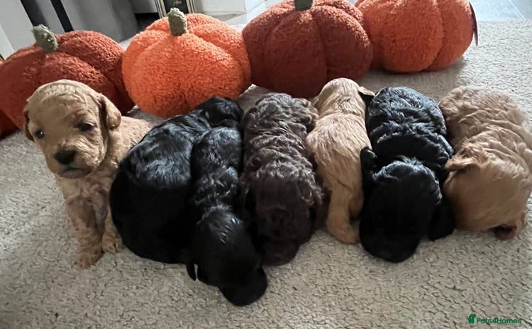 Cavapoo dogs - Advert 7