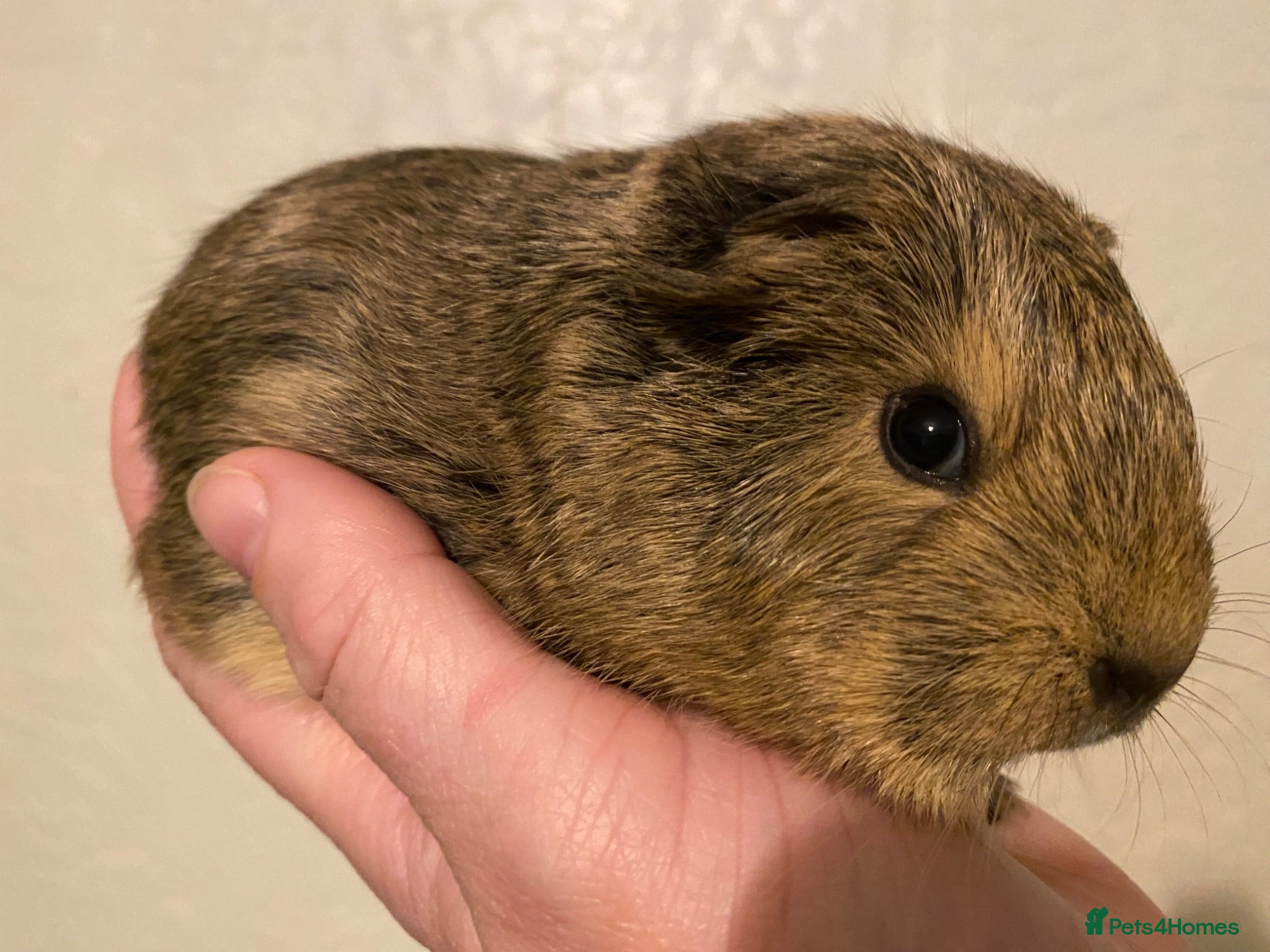 Guinea Pig rodents Gorgeous baby Guinea pigs - Advert 13
