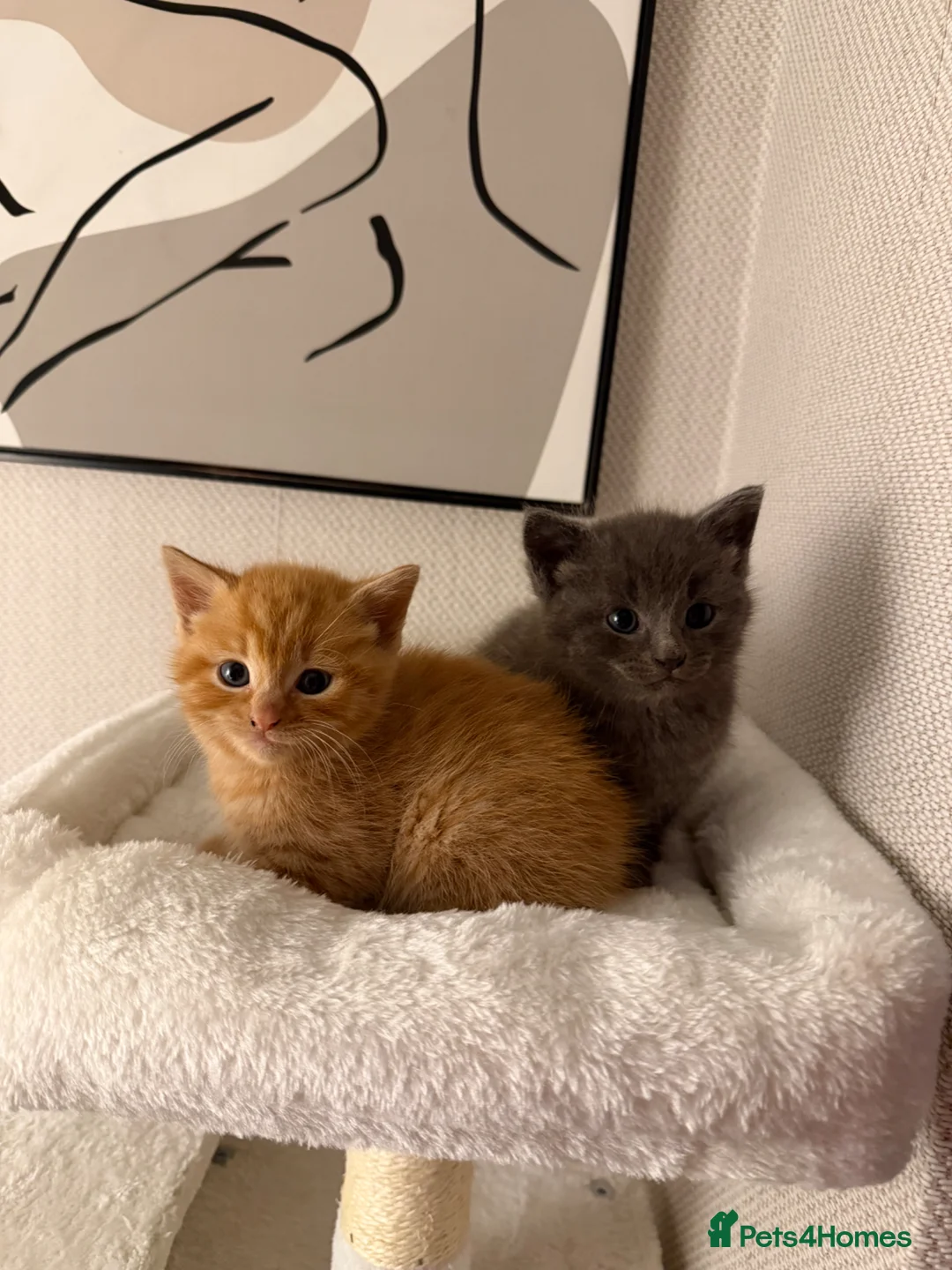 Mixed Breed cats for sale: Female ginger kitten  - Advert 2