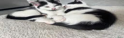 Mixed Breed cats for sale: Beautiful Maincoon cross kittens 🩷 - Advert 8