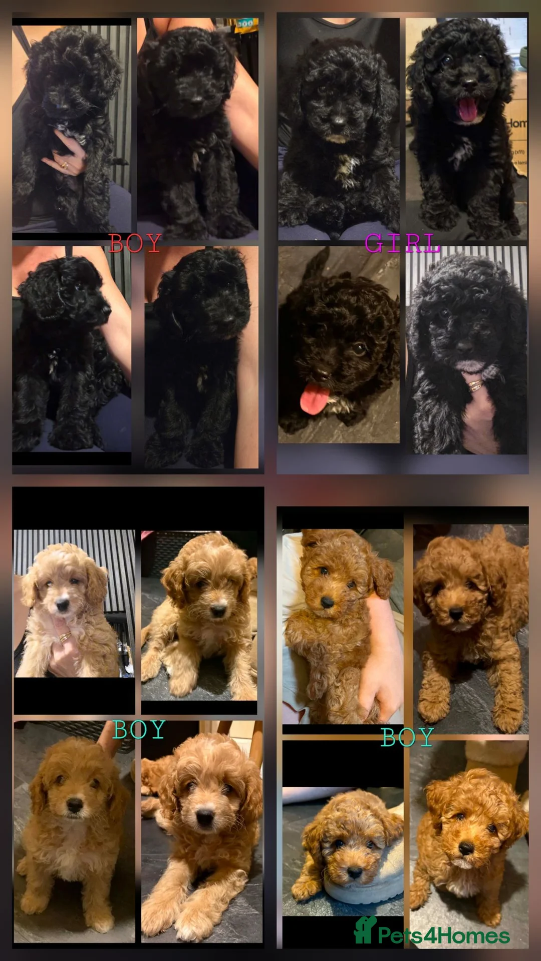 Mixed Breed dogs for sale: READY TO LEAVE!!PRICE REDUCED!! - Advert 2