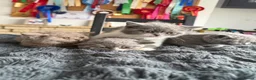 British Shorthair cats for sale: 🐾 Beautiful British Shorthair Kittens 🐾 - Advert 4