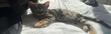 Bengal Kitten 4