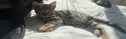 Bengal cats for sale: BENGAL 🔥 KITTENS TICA REGISTERED  - Advert 7