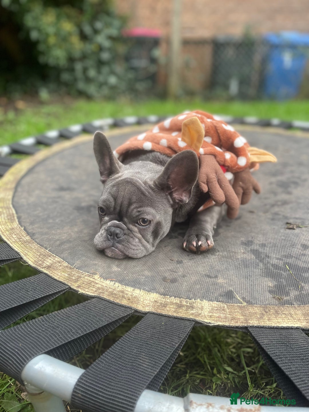 French Bulldog dogs for sale: French bulldog puppies - Advert 5