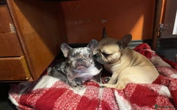 French Bulldog dogs for sale: French Bulldog - Image 3