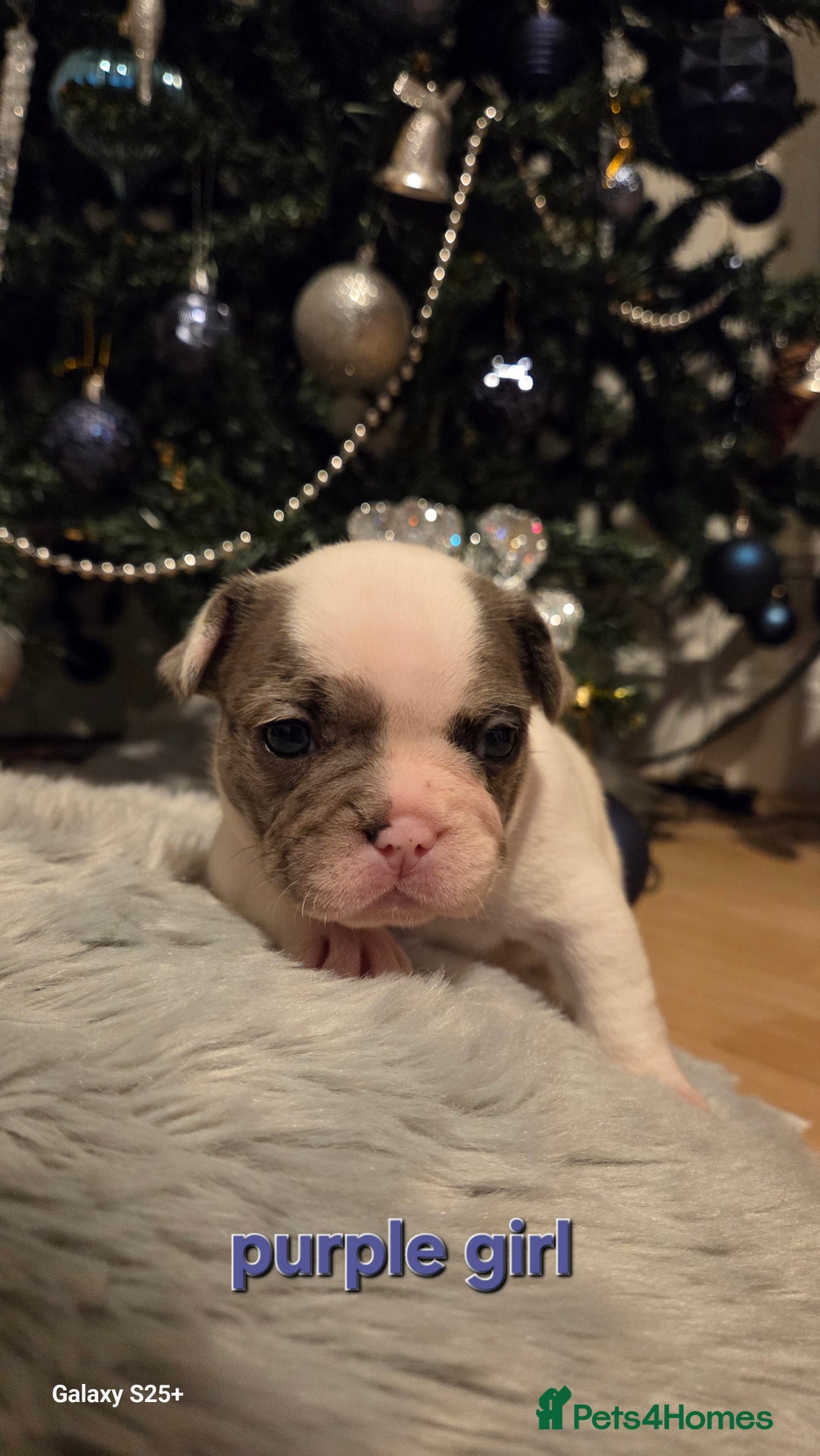 French Bulldog dogs for sale: Adorable French Bulldog puppies  - Advert 21