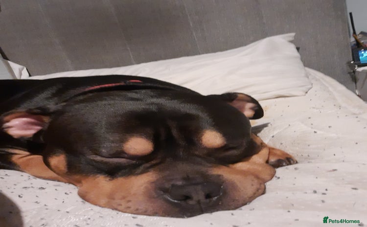 Mixed Breed dogs - Advert 13