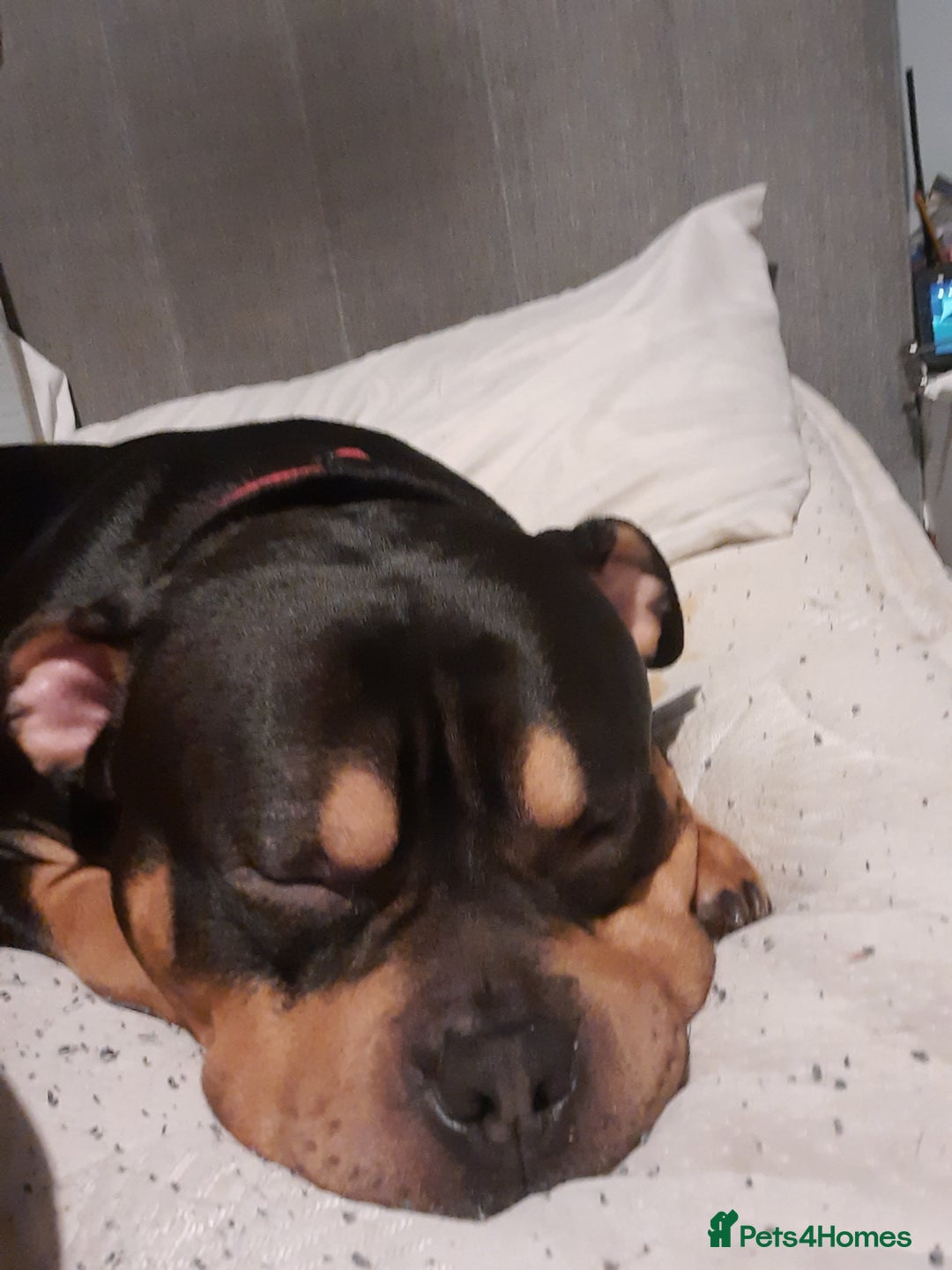 Mixed Breed dogs for sale: Pocket Bully - Image 1