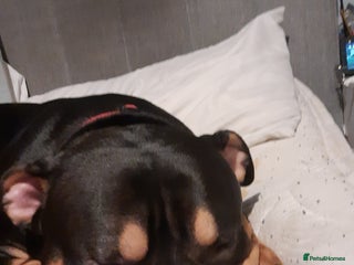Mixed Breed dogs - Advert 2