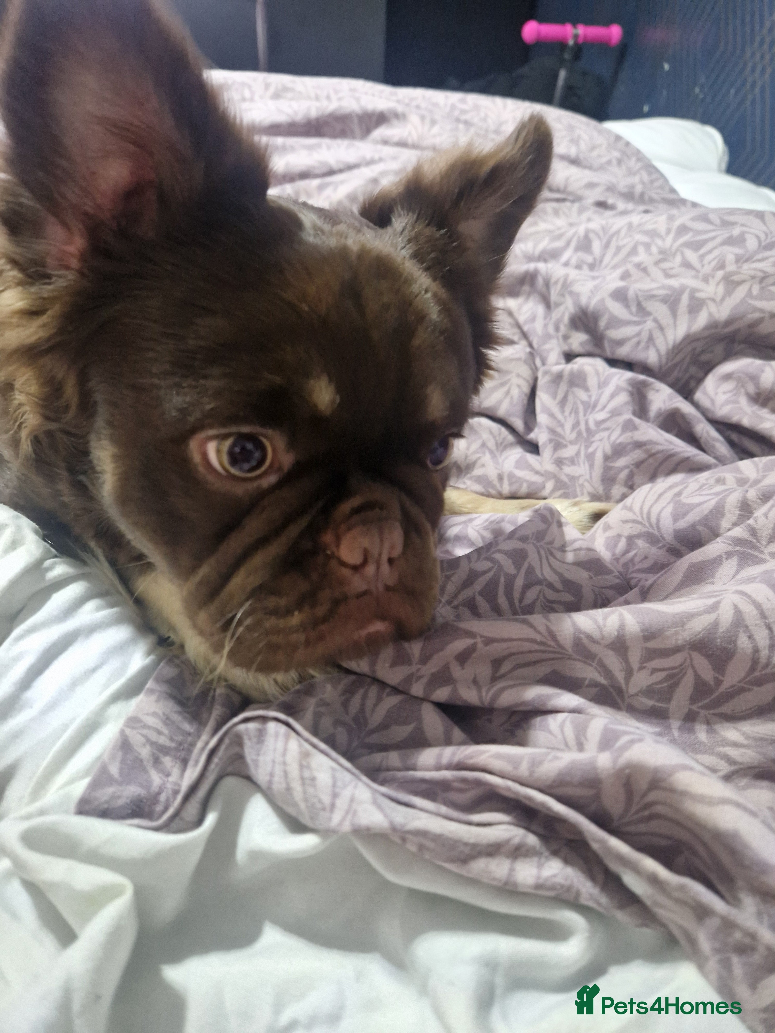 French Bulldog dogs Fluffy french bulldog  - Advert 6